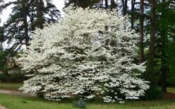 Native White Flowering Dogwood (Cornus Florida) - 3 Gallon Pot -Green Haven Shop cornus florida white flowering dogwood 1