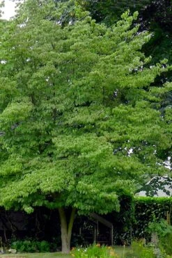 Native White Flowering Dogwood (Cornus Florida) - 3 Gallon Pot -Green Haven Shop cornus florida white flowering dogwood 3