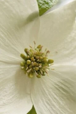 Native White Flowering Dogwood (Cornus Florida) - 3 Gallon Pot -Green Haven Shop cornus florida white flowering dogwood 5