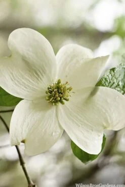 Native White Flowering Dogwood (Cornus Florida) - 3 Gallon Pot -Green Haven Shop cornus florida white flowering dogwood 6