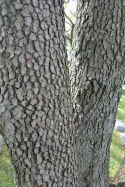 Native White Flowering Dogwood (Cornus Florida) - 3 Gallon Pot -Green Haven Shop cornus florida white flowering dogwood 8