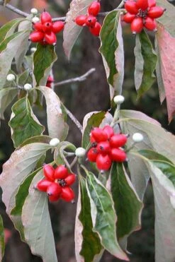 Native White Flowering Dogwood (Cornus Florida) - 3 Gallon Pot -Green Haven Shop cornus florida white flowering dogwood fruit berries 9