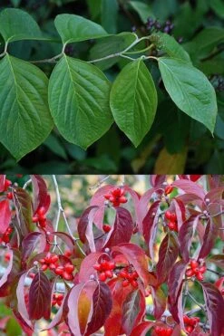 Native White Flowering Dogwood (Cornus Florida) - 3 Gallon Pot -Green Haven Shop cornus florida white flowering dogwood leaves 10