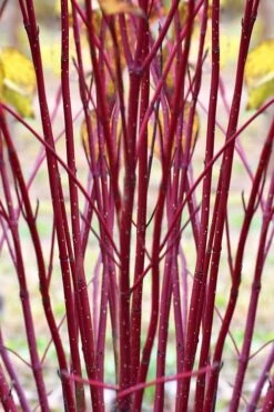 Red Osier Red Twig Dogwood (Cornus Sericea) - 2 Gallon Pot 11 Red Osier Red Twig Dogwood (Cornus Sericea) - 2 Gallon Pot -Green Haven Shop cornus sericera red osier dogwood 1