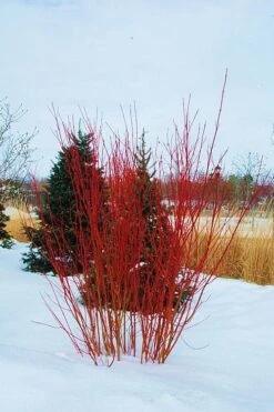 Red Osier Red Twig Dogwood (Cornus Sericea) - 2 Gallon Pot 10 Red Osier Red Twig Dogwood (Cornus Sericea) - 2 Gallon Pot -Green Haven Shop cornus sericera red osier dogwood 4