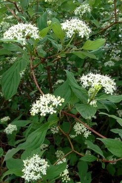 Red Osier Red Twig Dogwood (Cornus Sericea) - 2 Gallon Pot 12 Red Osier Red Twig Dogwood (Cornus Sericea) - 2 Gallon Pot -Green Haven Shop cornus sericera red osier dogwood 5