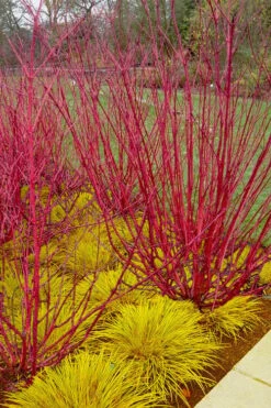 New Products 15 Red Osier Red Twig Dogwood (Cornus Sericea) - 2 Gallon Pot