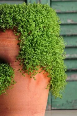 Corsican Mint (Mentha Requienii) - 5 Pack Of Pint Pots -Green Haven Shop corsican mint 102