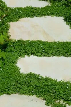 Corsican Mint (Mentha Requienii) - 5 Pack Of Pint Pots -Green Haven Shop corsican mint 103