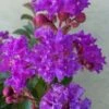 Catawba Purple Crape Myrtle - 5 Gallon Pot