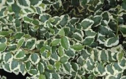 Variegated Creeping Fig (Ficus Pumila 'Variegata') - 10 Pack Of 4" Pint Pots -Green Haven Shop creeping fig ficus pumila variegata 50