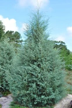 Carolina Sapphire Arizona Cypress - 7 Gallon Pot (4-5') -Green Haven Shop cupressus arizonica arizona carolina sapphire cypress 1 1