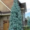 Blue Ice Arizona Cypress - 7 Gallon Pot (4-5')