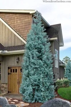 Blue Ice Arizona Cypress - 7 Gallon Pot (4-5')