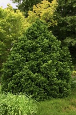 Tempelhof Hinoki Cypress - 3 Gallon Pot -Green Haven Shop cypress hinoki tempelhof 10 1