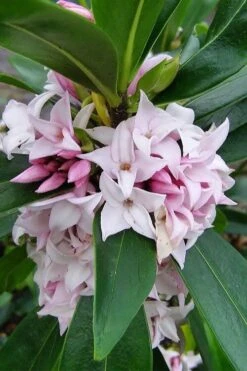 Pink Perfume Princess Winter Daphne - 3 Gallon Pot -Green Haven Shop daphne perfume princess 11 1