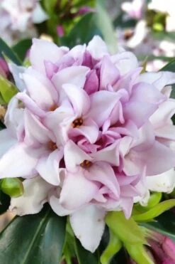 Pink Perfume Princess Winter Daphne - 3 Gallon Pot -Green Haven Shop daphne perfume princess 12 1
