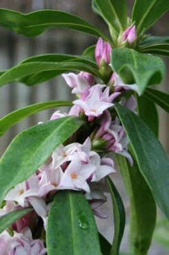 Pink Perfume Princess Winter Daphne - 2 Gallon Pot (SALE) -Green Haven Shop daphne perfume princess 17