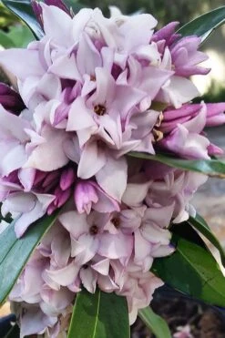 Pink Perfume Princess Winter Daphne - 3 Gallon Pot -Green Haven Shop daphne perfume princess 4 1