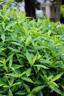 Pink Perfume Princess Winter Daphne - 2 Gallon Pot (SALE) -Green Haven Shop daphne perfume princess 8