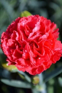 Early Bird Chili Dianthus (Carnations) 1 Gallon Pot -Green Haven Shop dianthus early bird chili 1