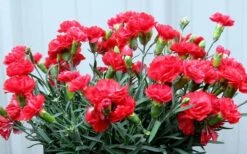 Early Bird Chili Dianthus (Carnations) 1 Gallon Pot -Green Haven Shop dianthus early bird chili 2