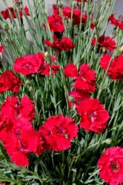 Fire Star Dianthus (Carnation) - 1 Gallon Pot -Green Haven Shop dianthus fire star 2