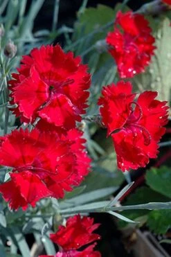 Fire Star Dianthus (Carnation) - 1 Gallon Pot -Green Haven Shop dianthus fire star cottage pinks 101