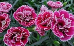 Super Trouper Magenta White Dianthus (Carnation) - 5 Pack Of Quart Pots -Green Haven Shop dianthus supertrouper magenta white 1