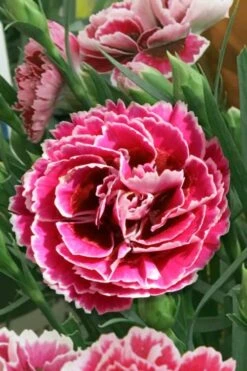 Super Trouper Magenta White Dianthus (Carnation) - 5 Pack Of Quart Pots -Green Haven Shop dianthus supertrouper magenta white 5