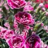 Super Trouper Magenta White Dianthus (Carnation) - 5 Pack Of Quart Pots