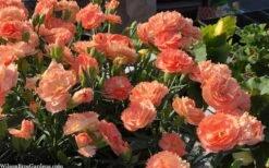 Super Trouper Orange Dianthus (Carnation) - 10 Pack Of Quart Pots -Green Haven Shop dianthus supertrouper orange 10