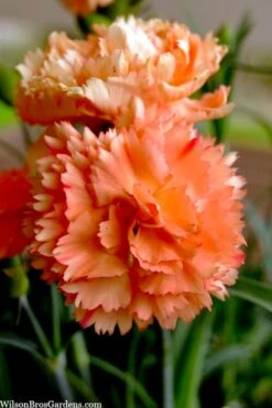 Super Trouper Orange Dianthus (Carnation) - 10 Pack Of Quart Pots -Green Haven Shop dianthus supertrouper orange 9