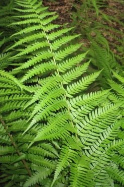 Dixie Wood Fern - Dryopteris Australis - 6 Pack Of 1 Gallon Pots -Green Haven Shop dryopteris australis dixie wood fern 10
