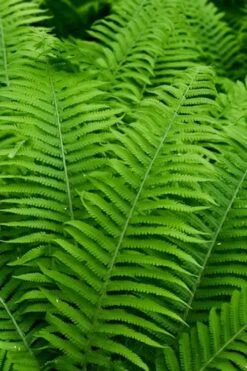 Dixie Wood Fern - Dryopteris Australis - 6 Pack Of 1 Gallon Pots -Green Haven Shop dryopteris australis dixie wood fern 12