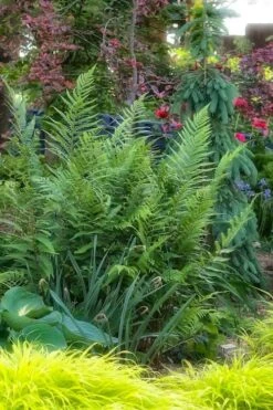 Dixie Wood Fern - Dryopteris Australis - 6 Pack Of 1 Gallon Pots