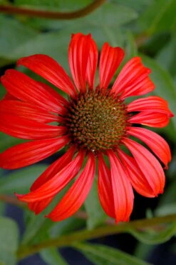 Tomato Soup Coneflower (Echinacea) - 1 Gallon Pot -Green Haven Shop echinacea tomato soup coneflower 3