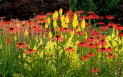 Tomato Soup Coneflower (Echinacea) - 1 Gallon Pot -Green Haven Shop echinacea tomato soup coneflower 5