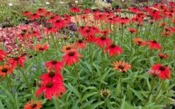 Tomato Soup Coneflower (Echinacea) - 1 Gallon Pot -Green Haven Shop echinacea tomato soup coneflower 6