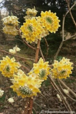 Edgeworthia Chrysantha Paper Bush - 7 Gallon Pot -Green Haven Shop edgeworthia chrysantha 200