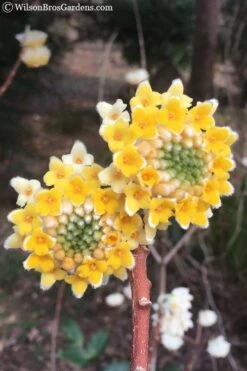 Edgeworthia Chrysantha Paper Bush - 7 Gallon Pot -Green Haven Shop edgeworthia chrysantha 202
