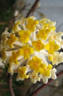 Snow Cream Edgeworthia Paper Bush - 5 Gallon -Green Haven Shop edgeworthia snow cream 10