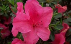 Autumn Carnival Encore Azalea - 1 Gallon Pot -Green Haven Shop encore azalea autumn carnival