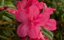 Autumn Jewel Encore Azalea - 1 Gallon Pot -Green Haven Shop encore azalea autumn jewel