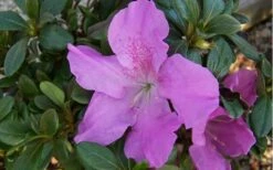 Autumn Lilac Encore Azalea - 1 Gallon Pot -Green Haven Shop encore azalea autumnlilac