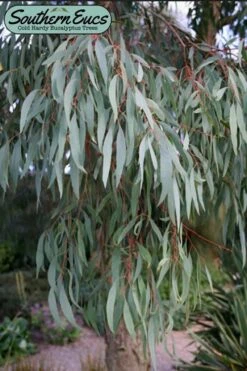 Angus Cold Hardy Eucalyptus Tree (Eucalyptus Nicholii) - Quart Pot -Green Haven Shop eucalyoptus nicholii angus 1 6