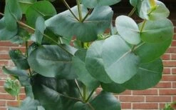 Big O Cold Hardy Eucalyptus Tree (Eucalyptus Neglecta) - Quart Pot -Green Haven Shop eucalyptus bigo leaves 3