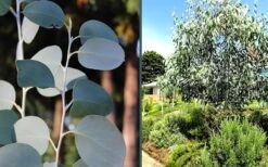 Mappa Tassie Cold Hardy Eucalyptus Tree (Eucalyptus Pauciflora) - 3 Quart Pot -Green Haven Shop eucalyptus mappa tassie combo 3
