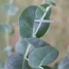 Big O Cold Hardy Eucalyptus Tree (Eucalyptus Neglecta) - Quart Pot