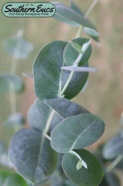 Big O Cold Hardy Eucalyptus Tree (Eucalyptus Neglecta) - 3 Gallon Pot